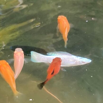 จดหมายจากเกาะพะงัน