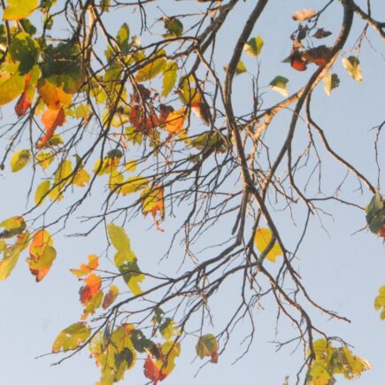 the editor nandialogue